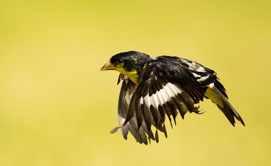 Lesser Goldfinch - ML608310287