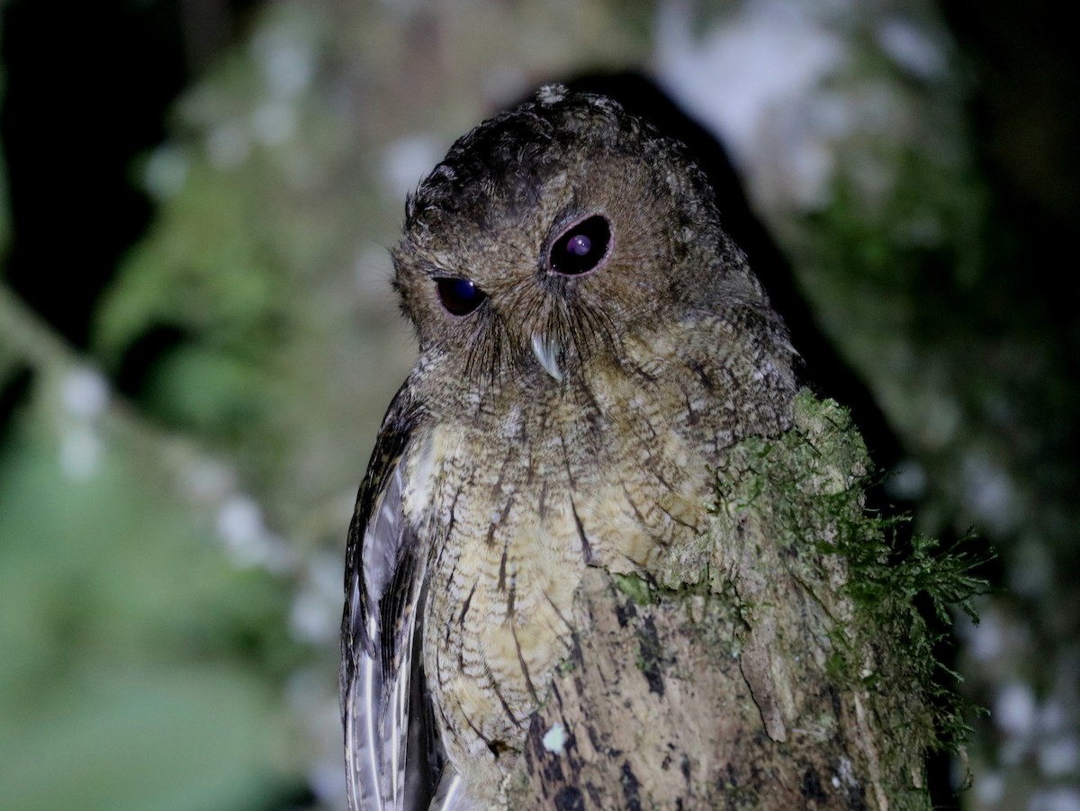 Rufescent Screech-Owl (Colombian) - ML608310354