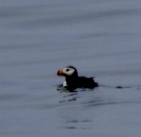 Horned Puffin - ML608310373