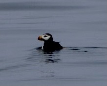 Horned Puffin - ML608310374