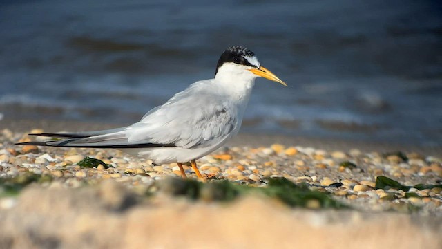 Least Tern - ML608310392