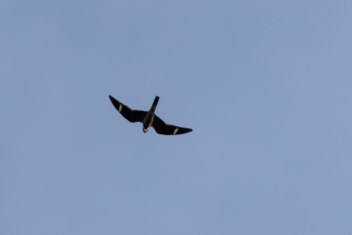 Common Nighthawk - David Mozzoni