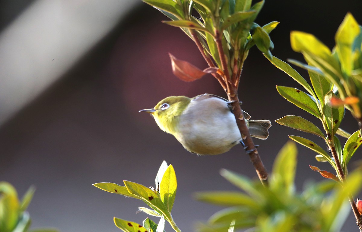 Warbling White-eye - ML608310455