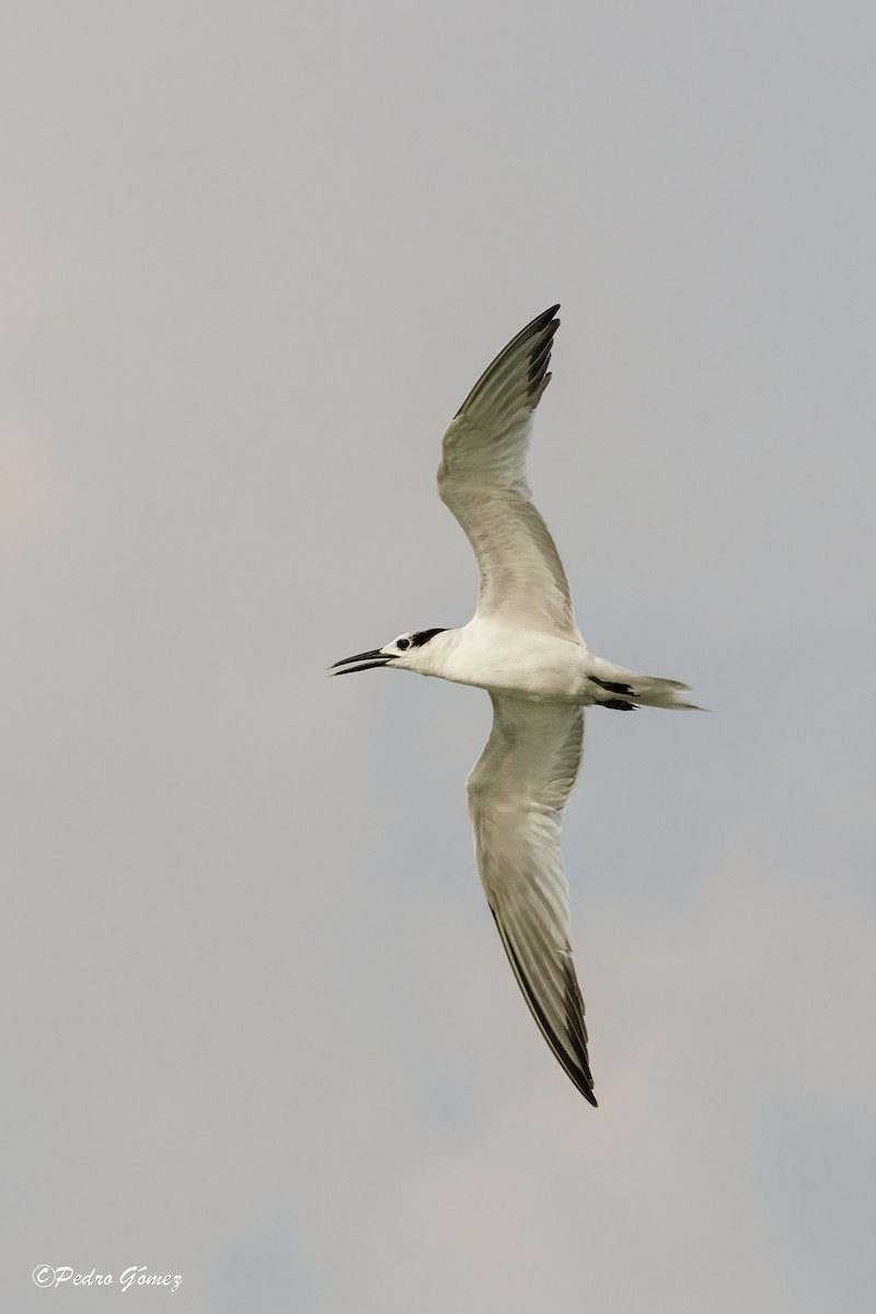 Sandwich Tern - ML608310467