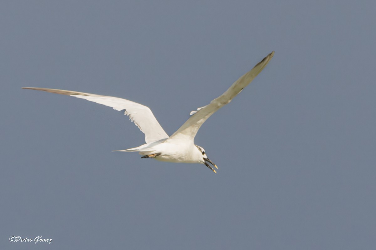 Sandwich Tern - ML608310468