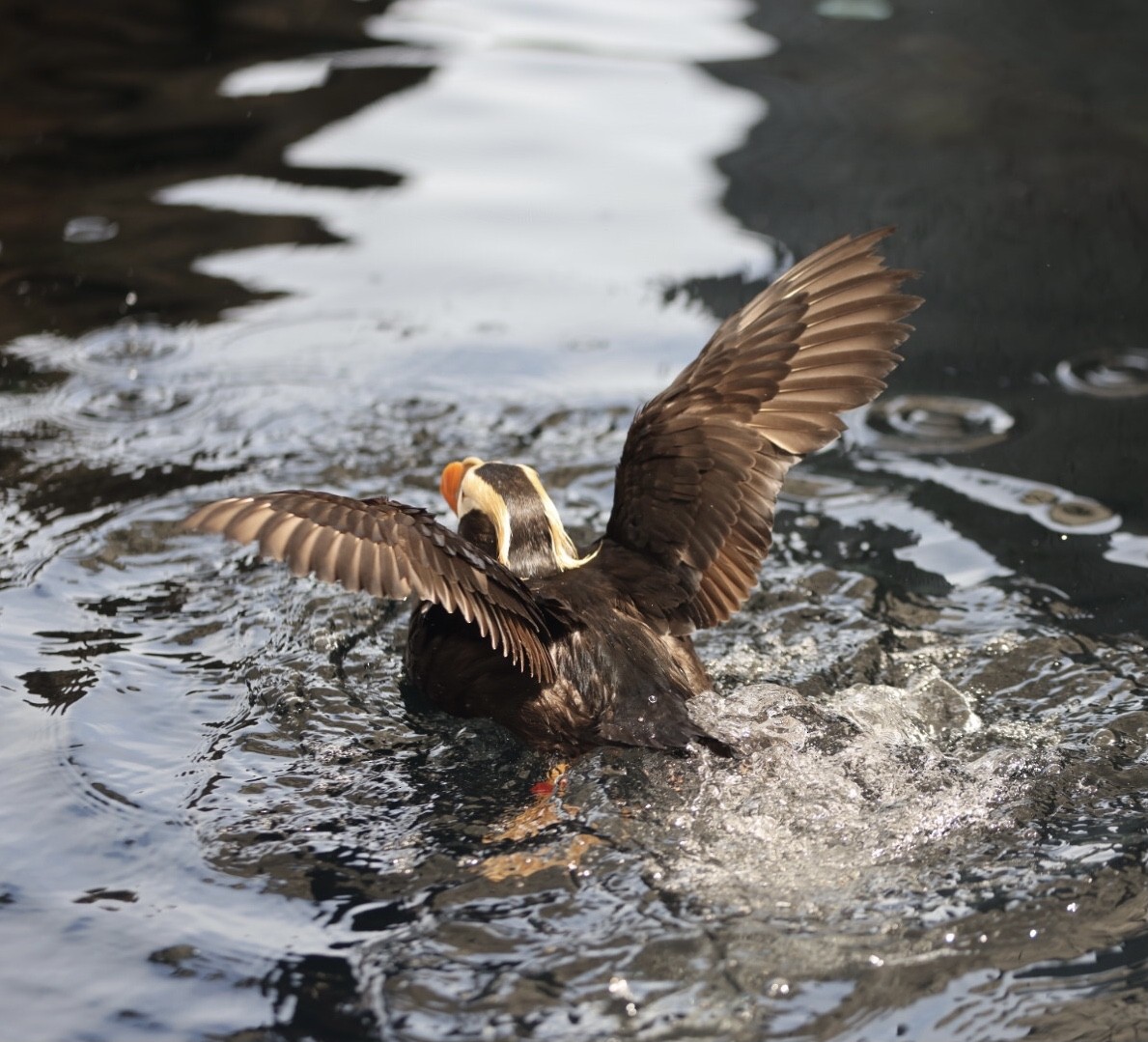 Tufted Puffin - ML608310469