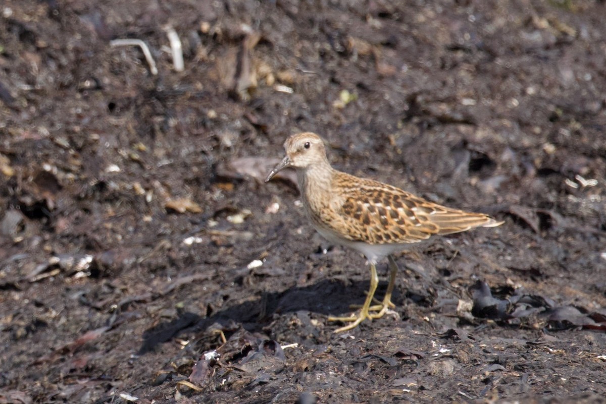 Least Sandpiper - ML608310601