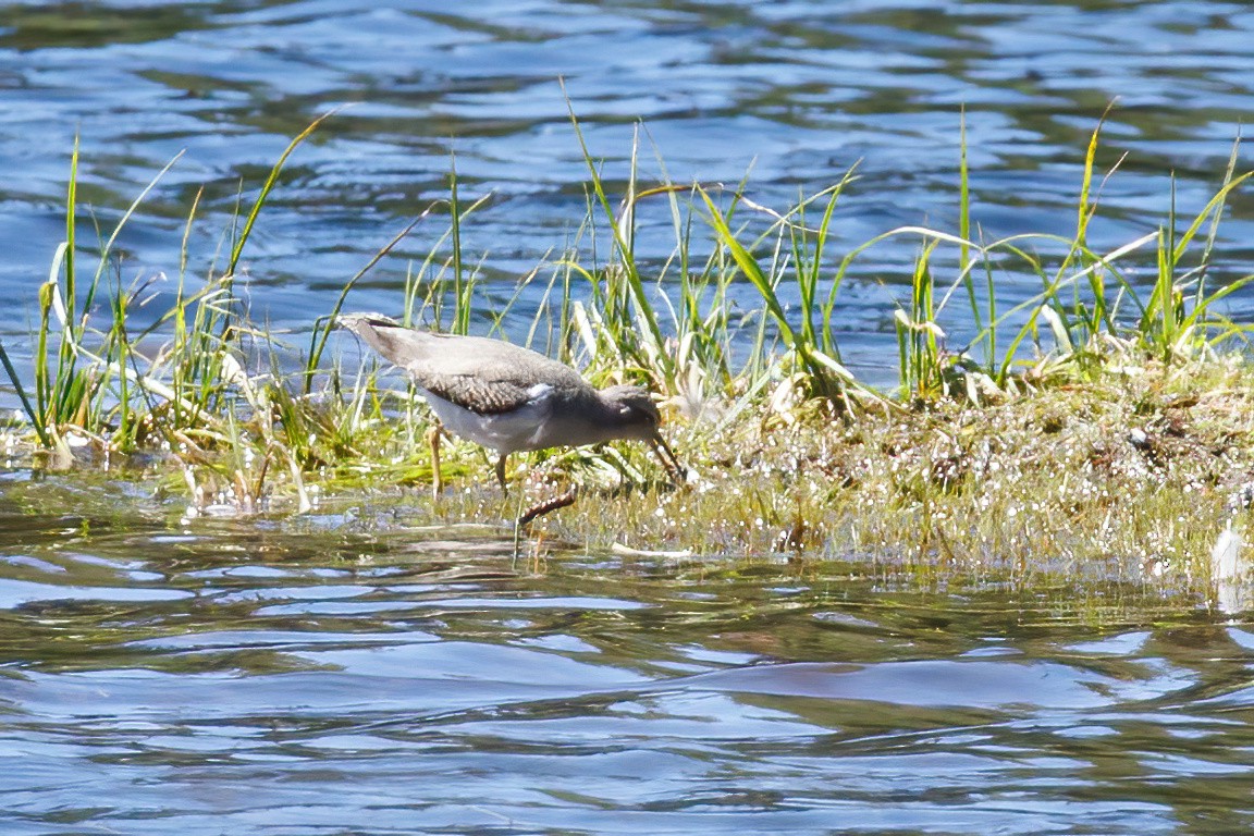 Spotted Sandpiper - ML608310633