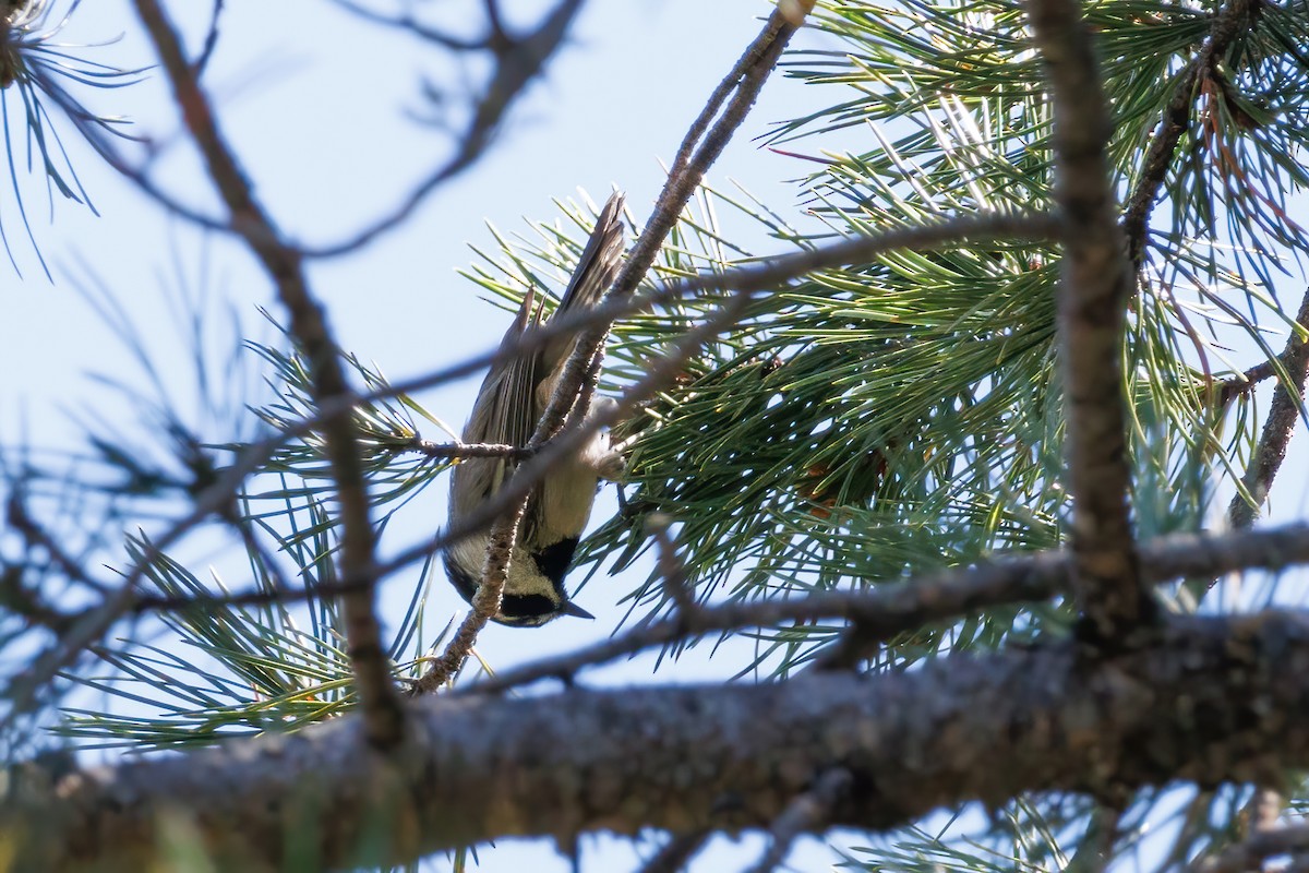 Mountain Chickadee - ML608310640