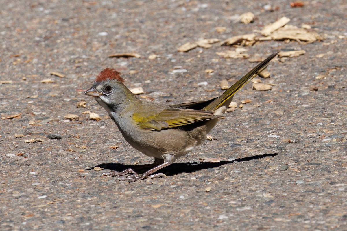 Green-tailed Towhee - ML608310644