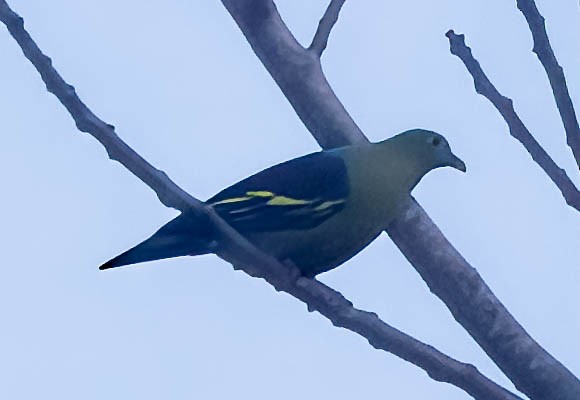 Gray-cheeked Green-Pigeon - ML608310742