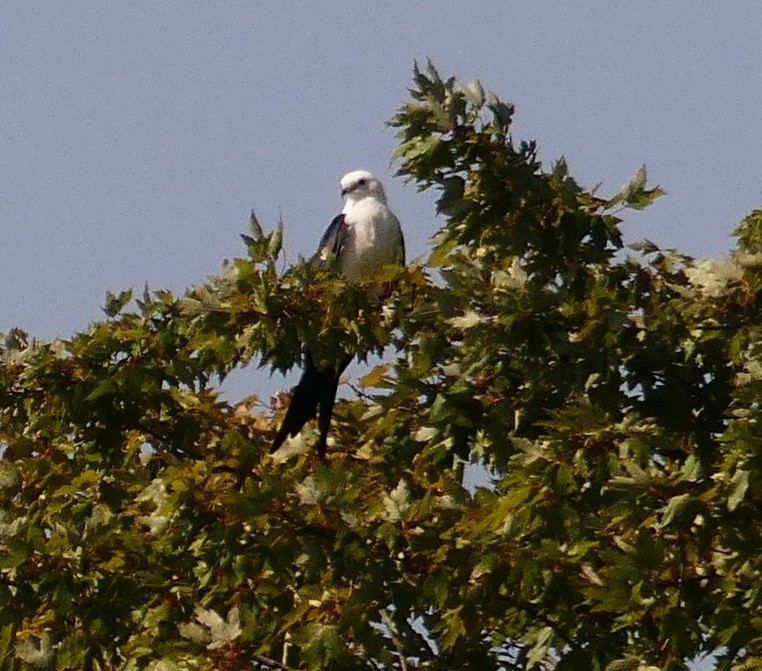 Swallow-tailed Kite - ML608310779