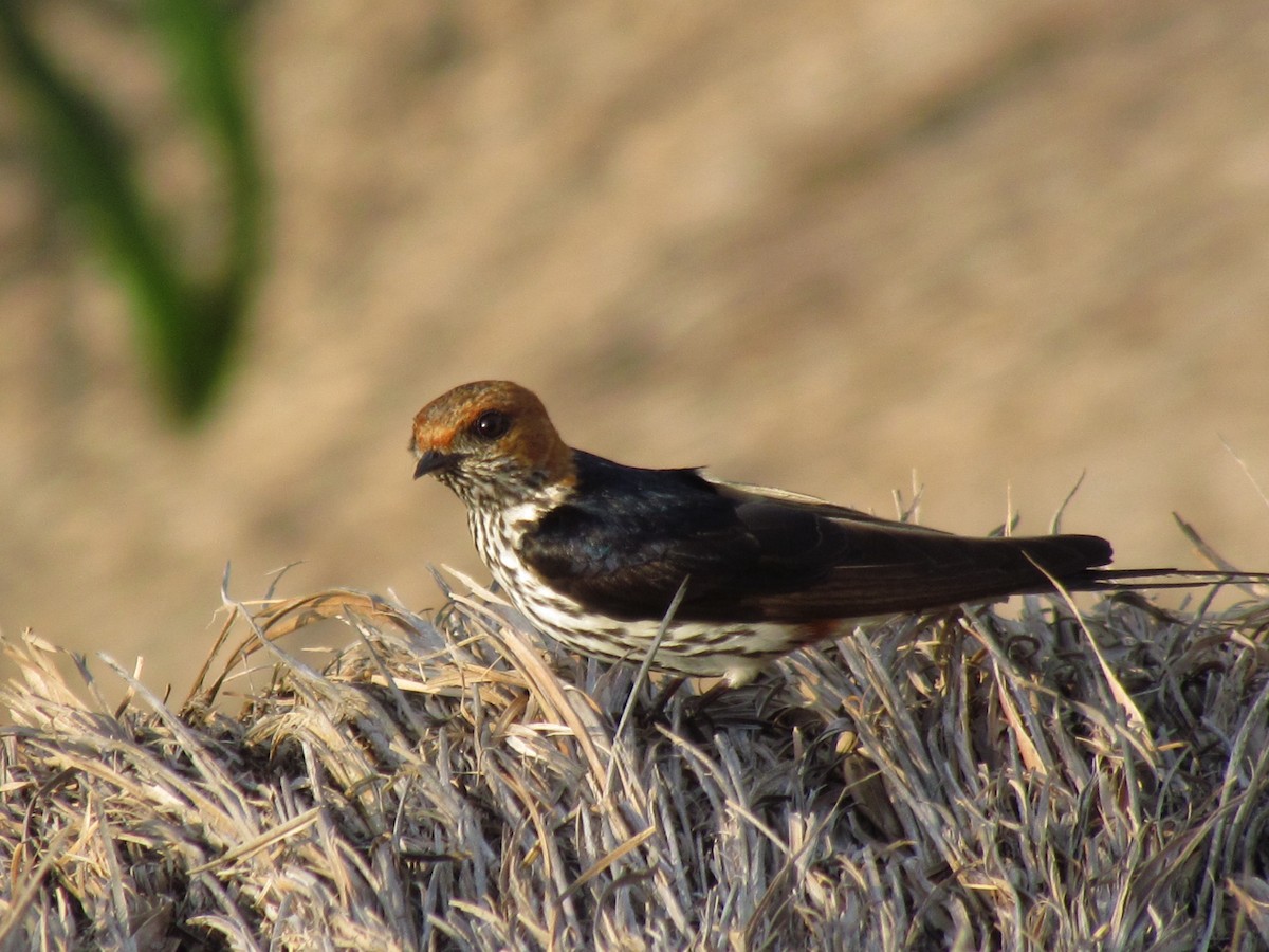 Lesser Striped Swallow - Zlatan Celebic