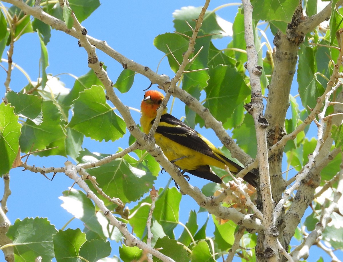 Western Tanager - Chris Davis