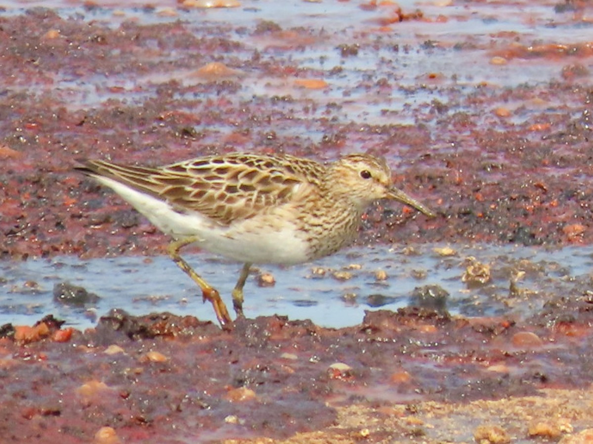 Pectoral Sandpiper - ML608310891