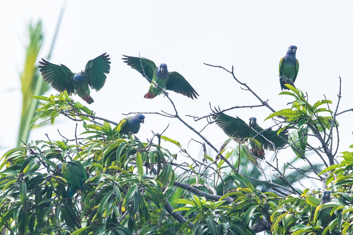 Blue-headed Parrot - ML608310955