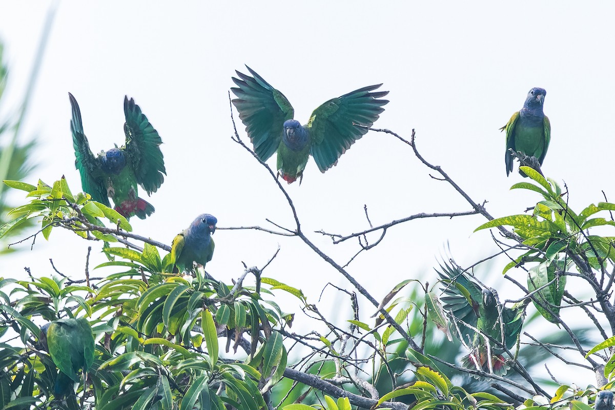 Blue-headed Parrot - Ajay Rampersad