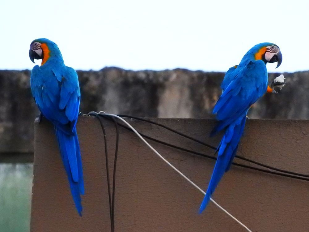Blue-and-yellow Macaw - ML608310970