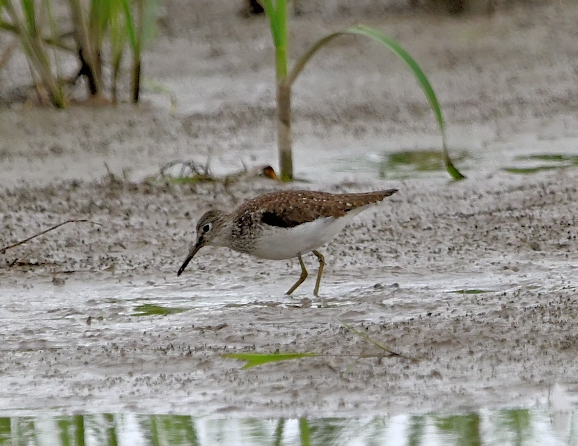 Solitary Sandpiper - ML608311011