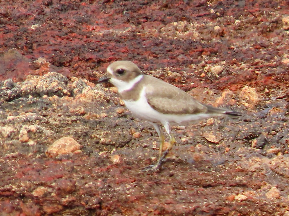 Semipalmated Plover - ML608311012