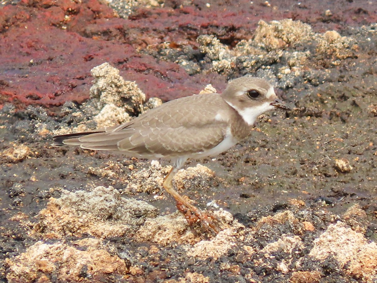 Semipalmated Plover - ML608311013