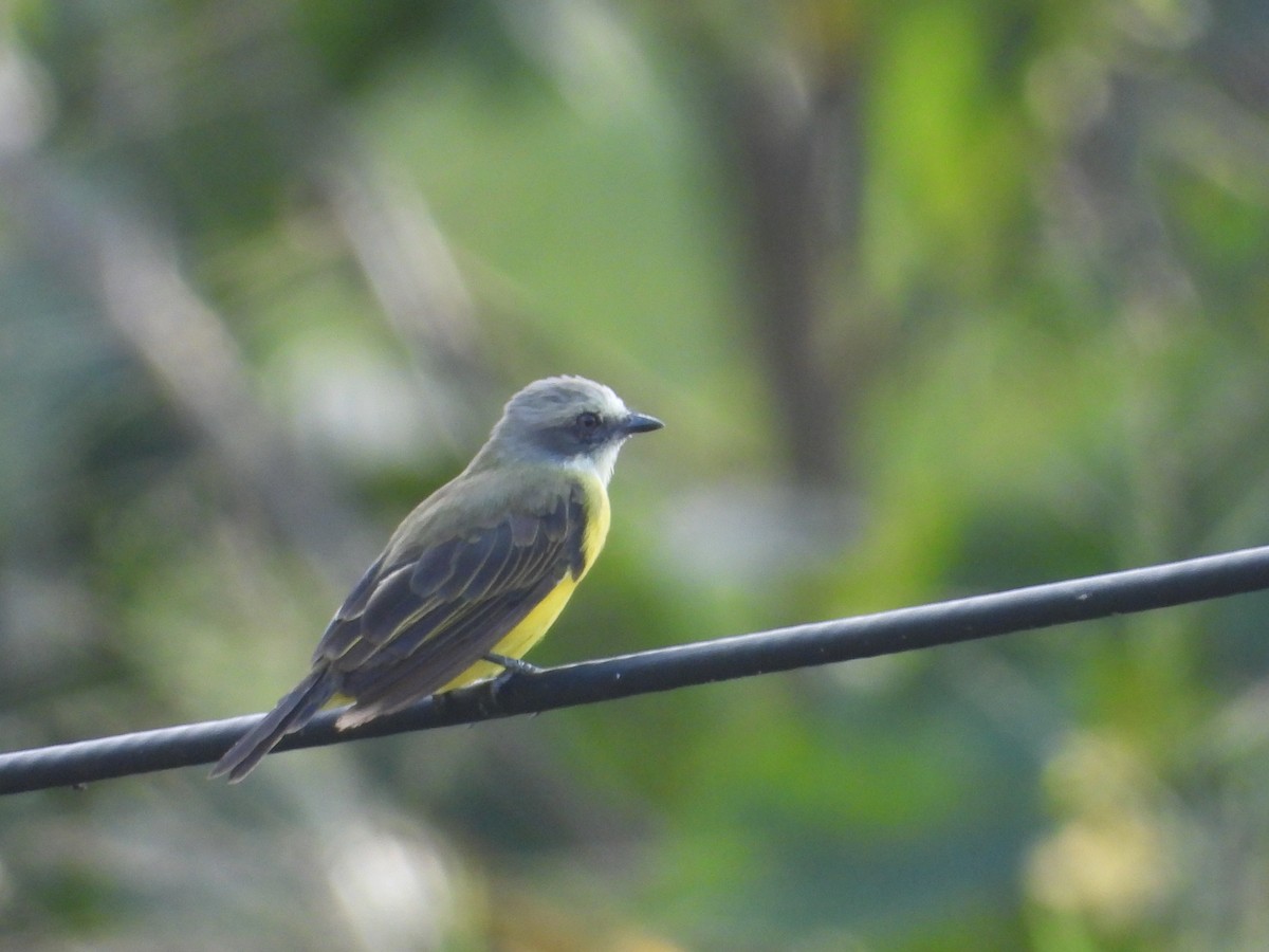 Gray-capped Flycatcher - ML608311056