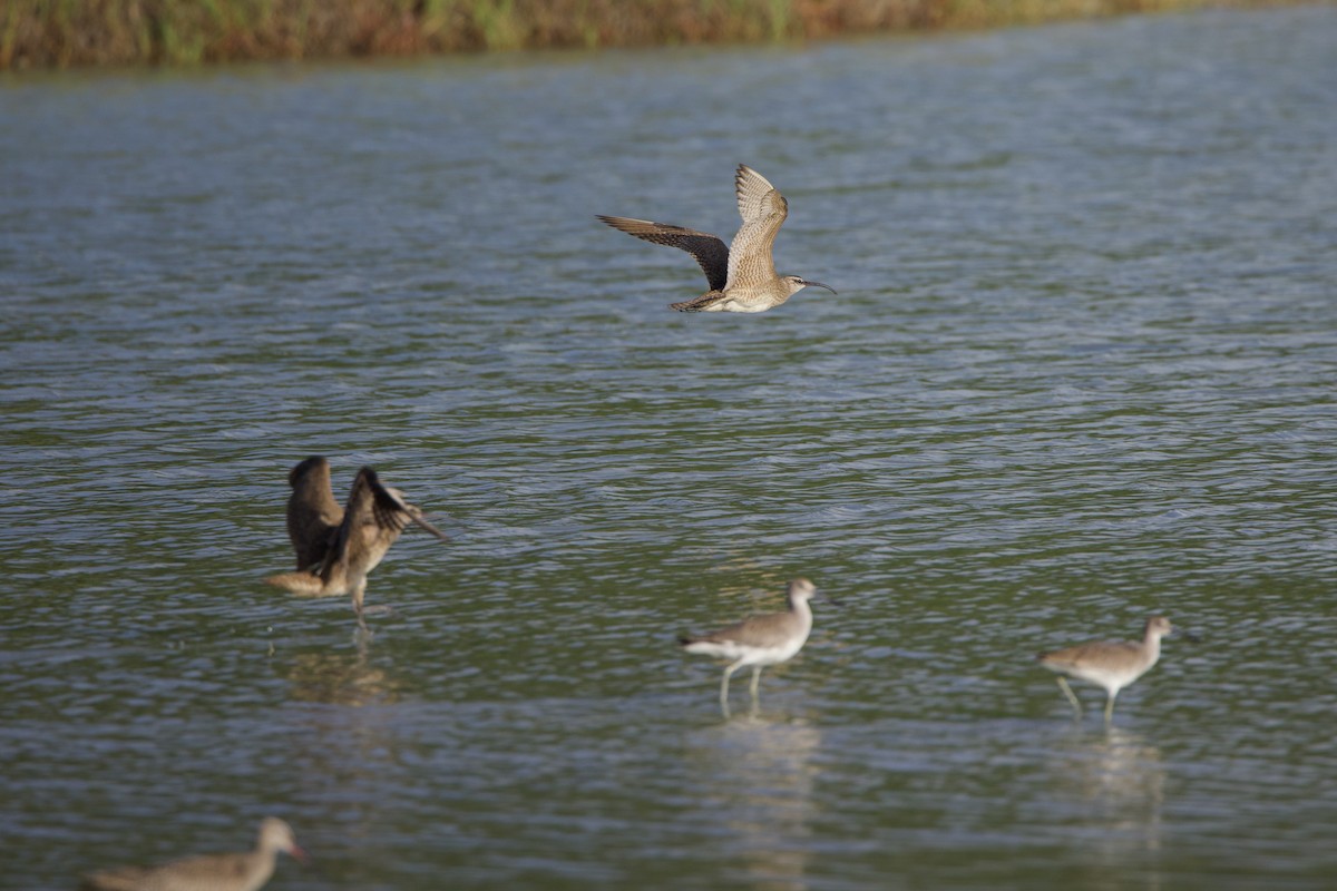 Whimbrel - ML608311092