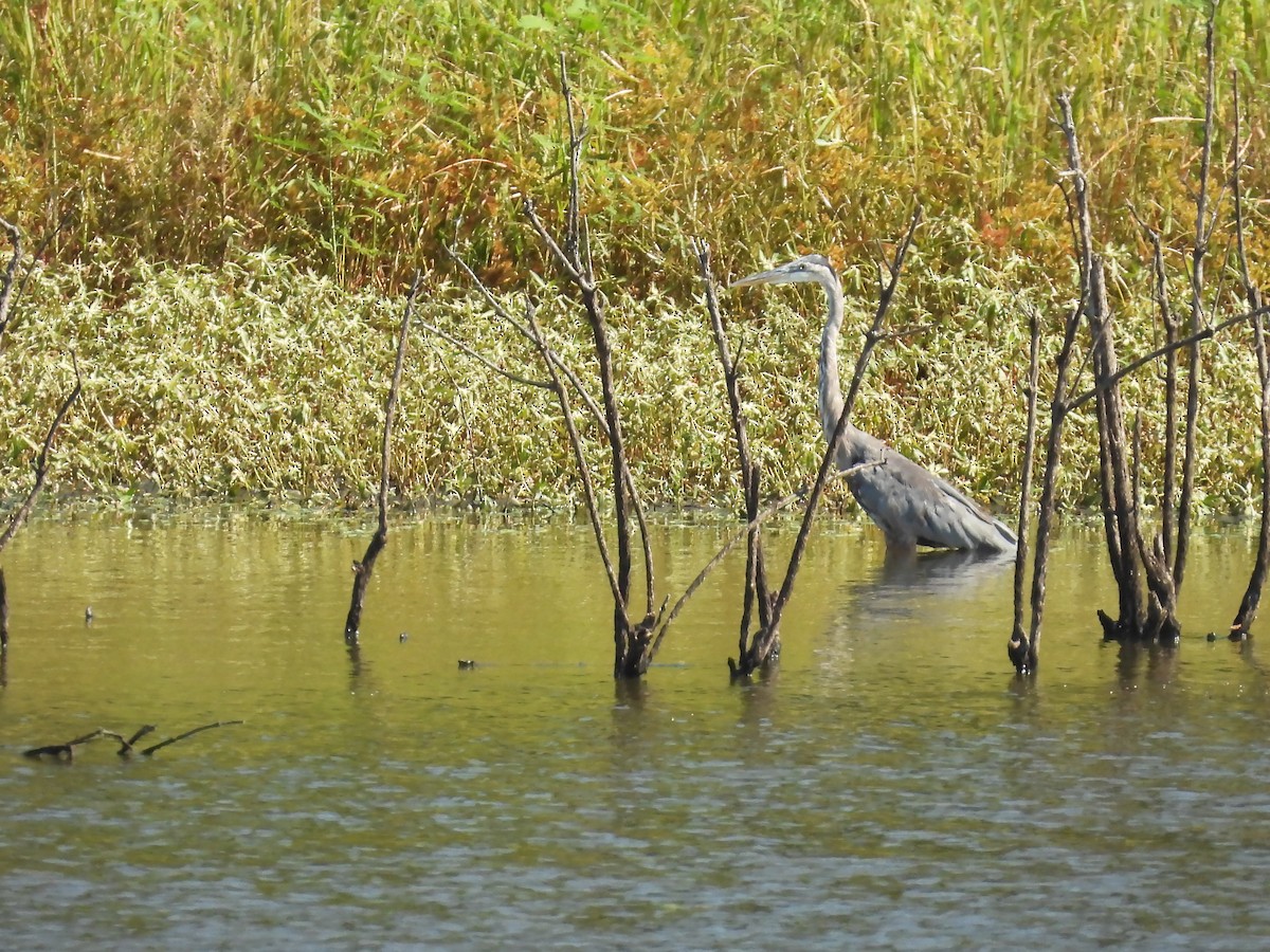 Great Blue Heron - ML608311160