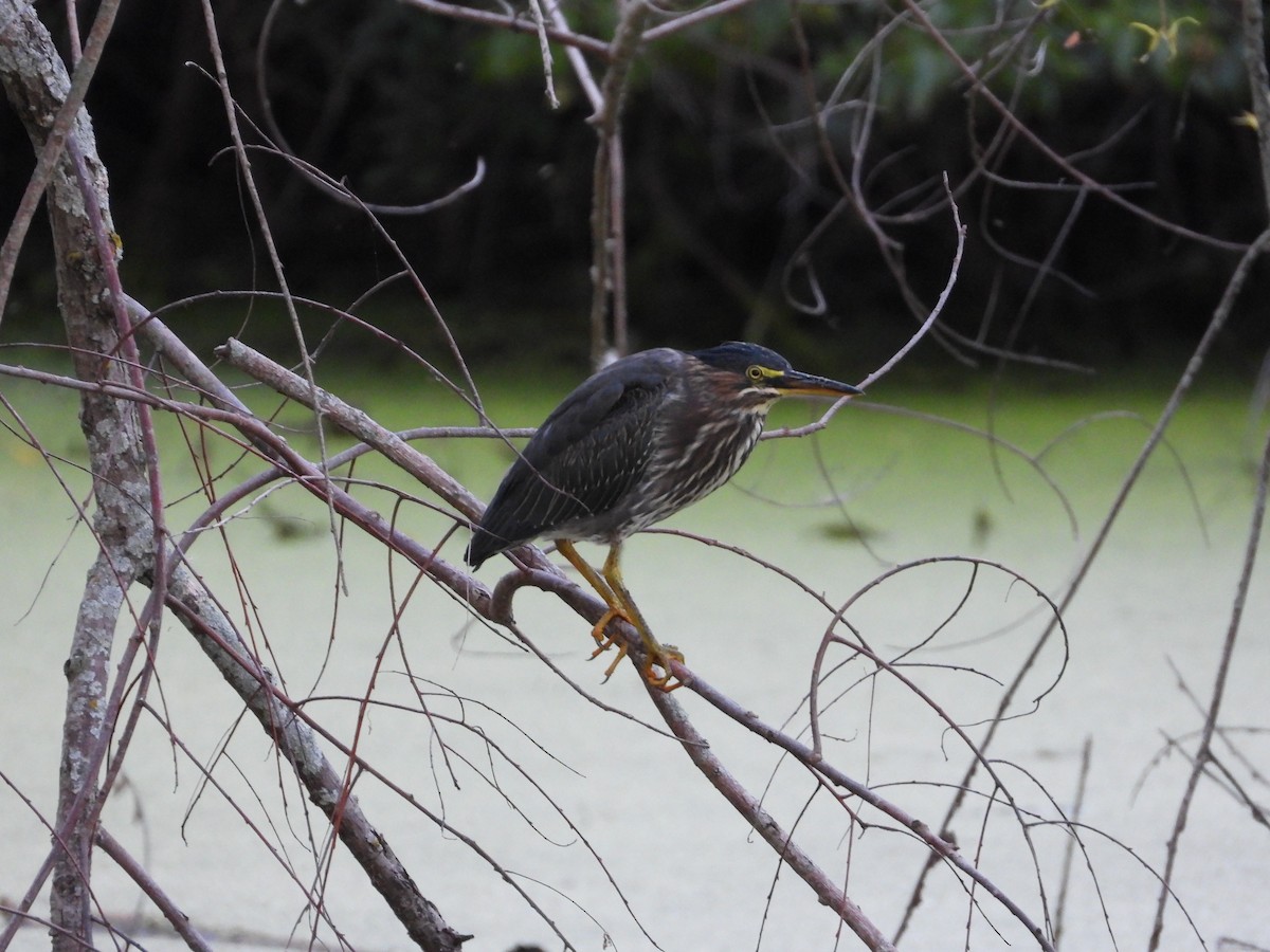 Green Heron - ML608311283