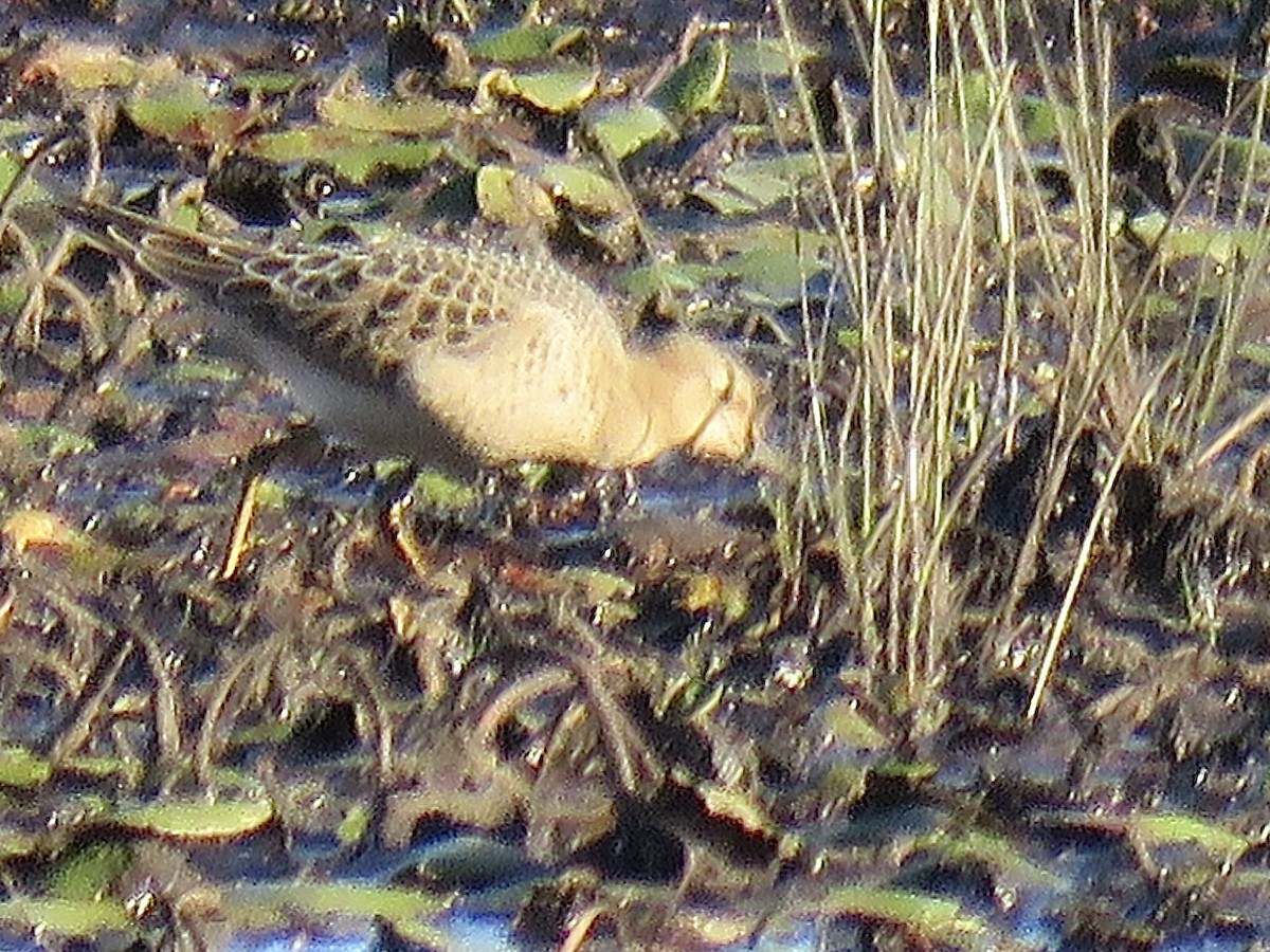 Buff-breasted Sandpiper - ML608311436