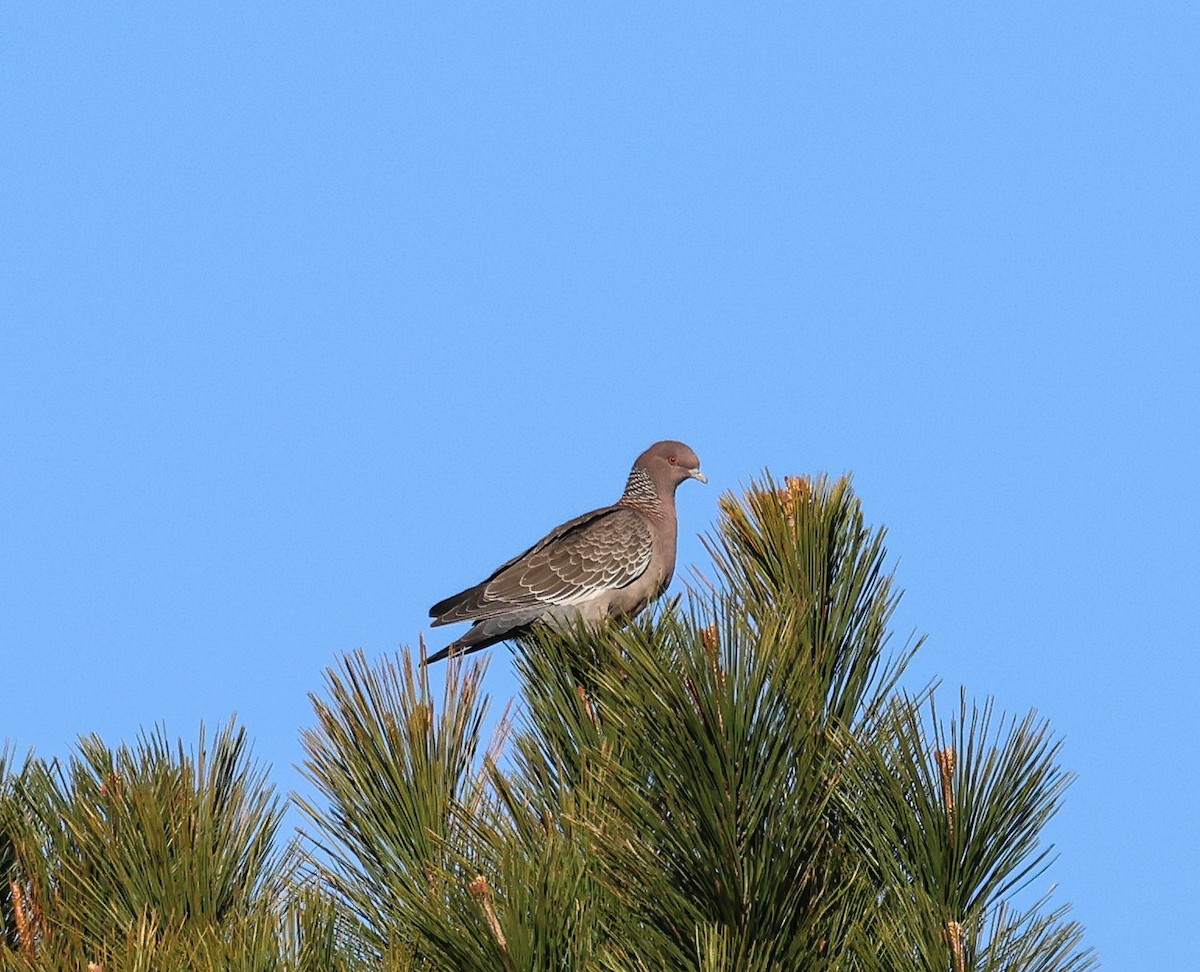 Picazuro Pigeon - ML608311612