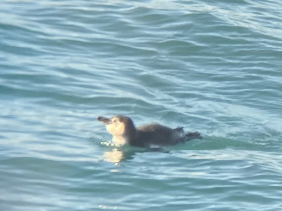 Humboldt Penguin - ML608311771