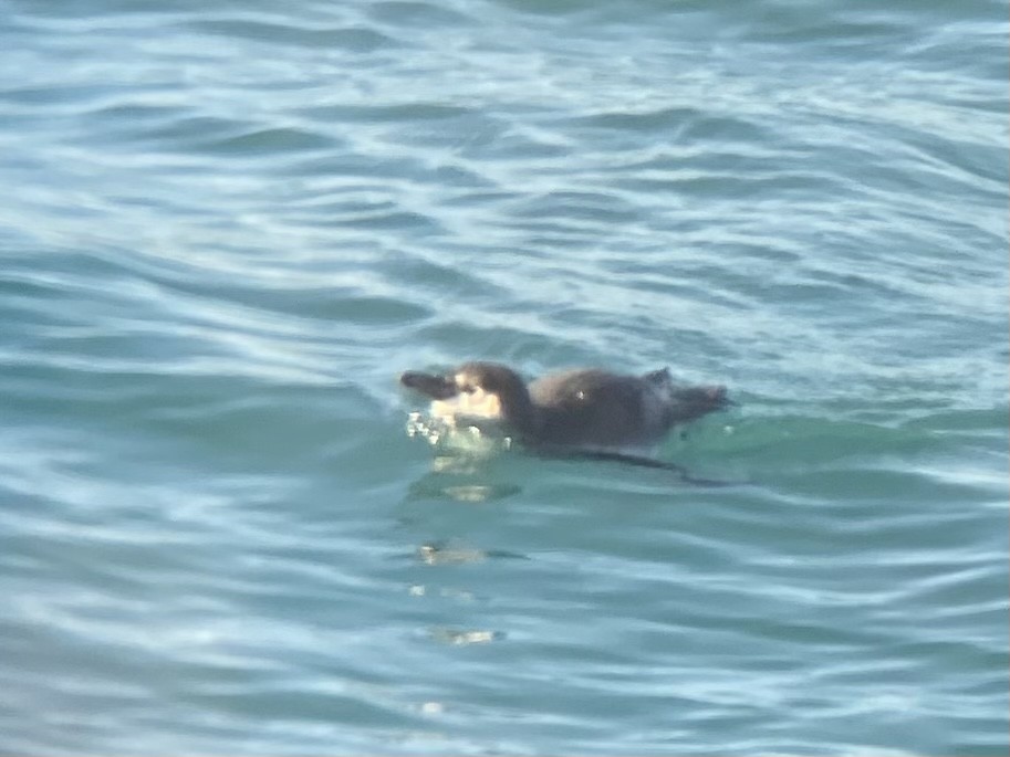 Humboldt Penguin - ML608311772