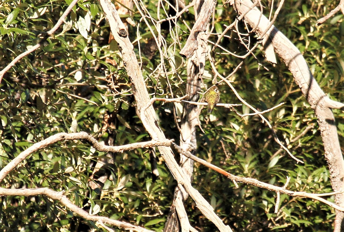 Colibrí Orejiblanco - ML608312187