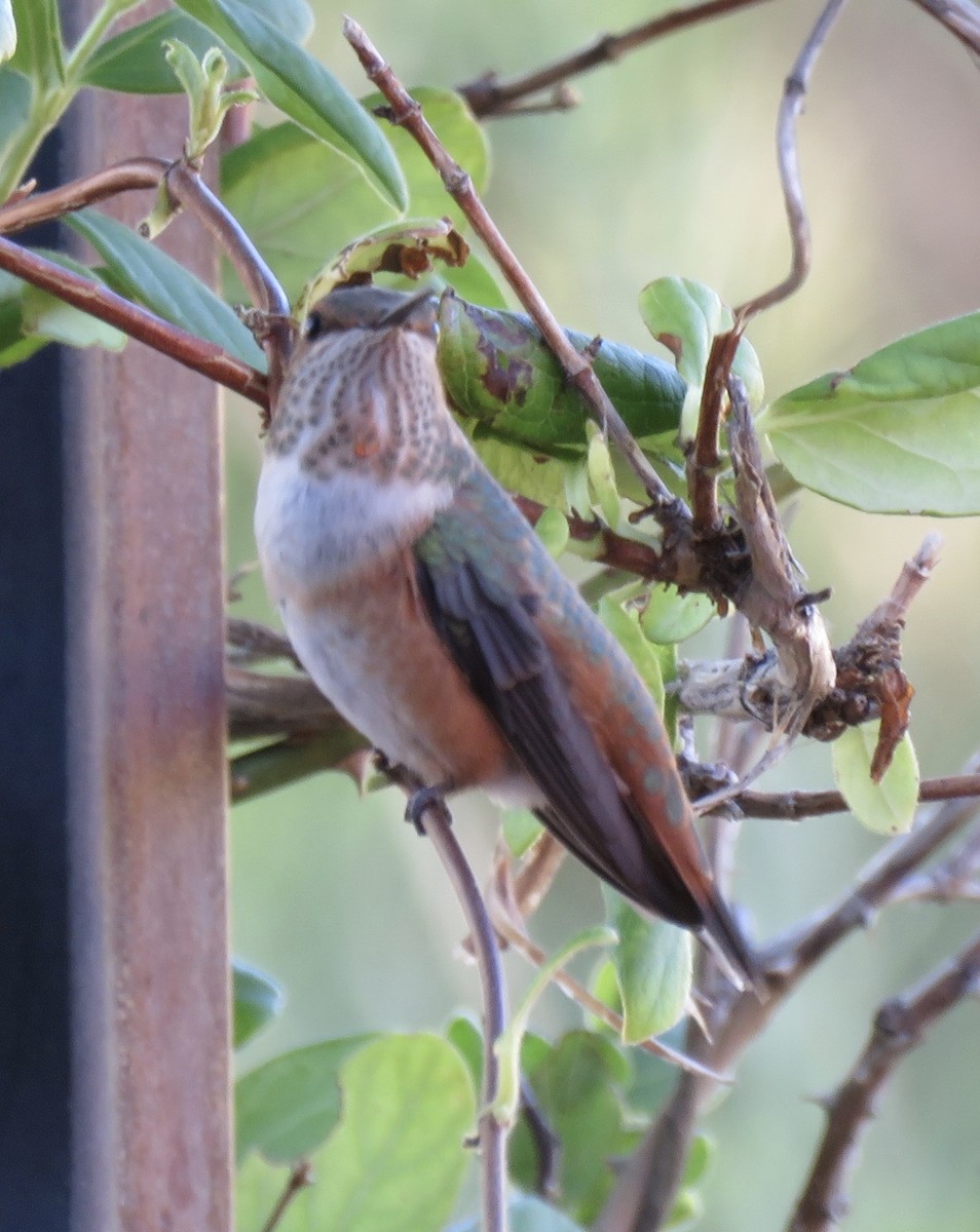 Rufous Hummingbird - ML608312281