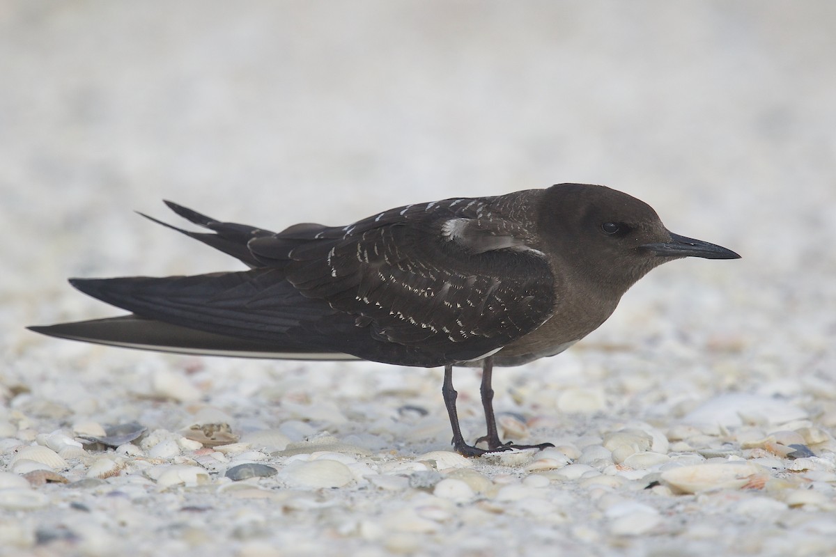 Sooty Tern - ML608312356