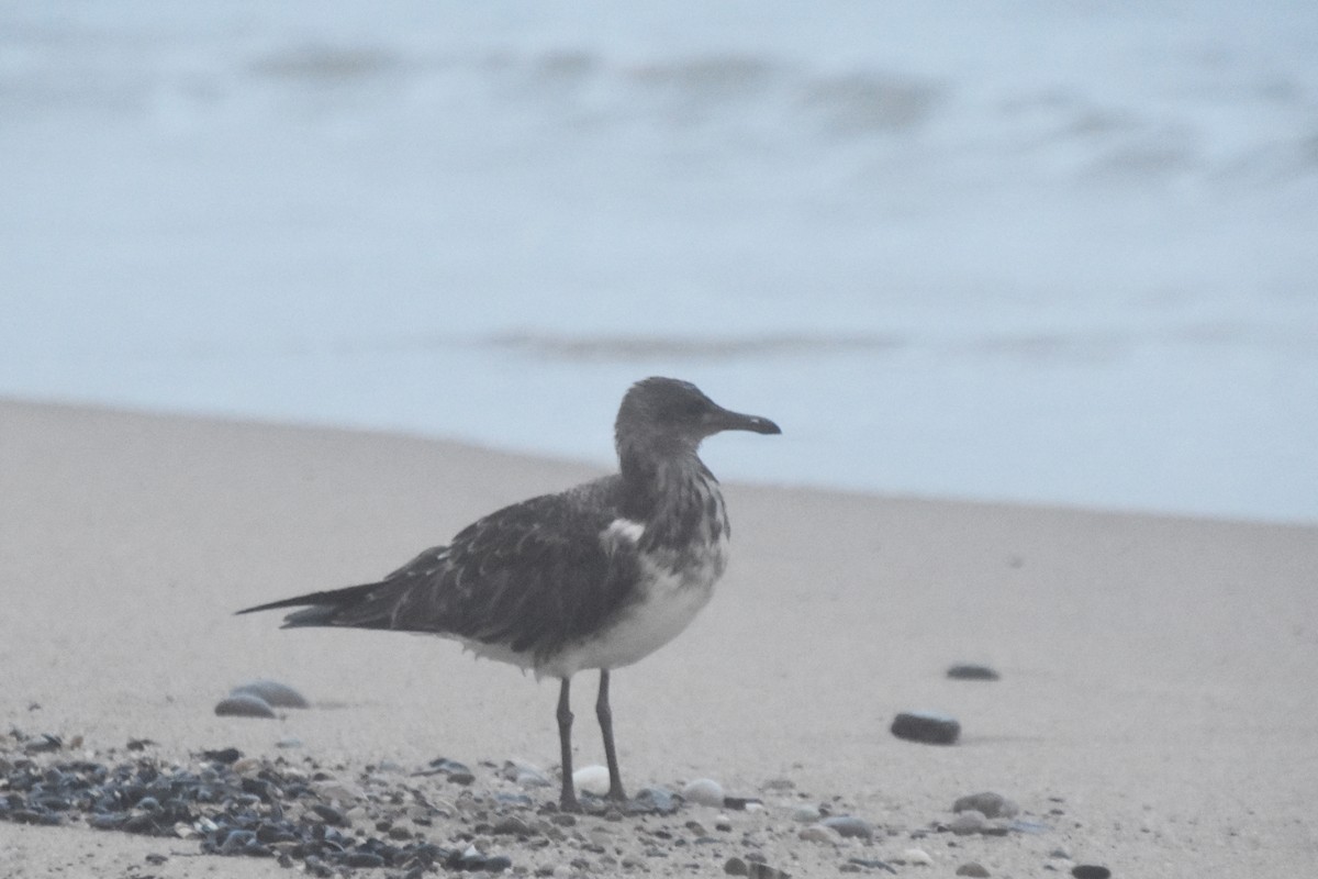 Laughing Gull - ML608312645