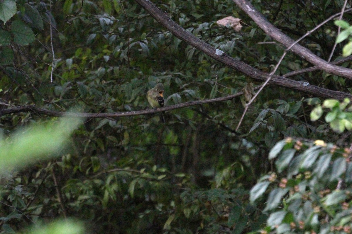 Yellow-bellied Flycatcher - ML608312665