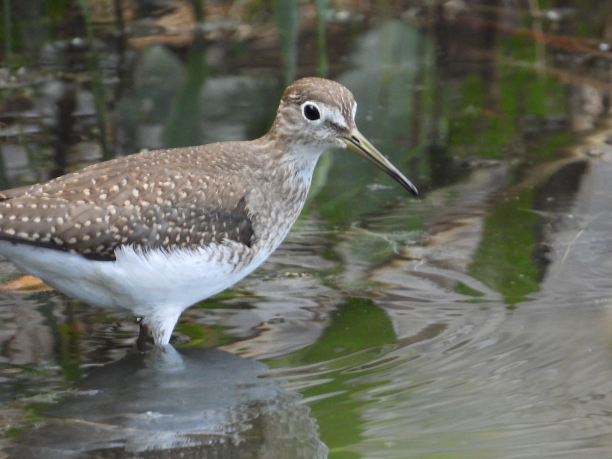 Solitary Sandpiper - ML608312755