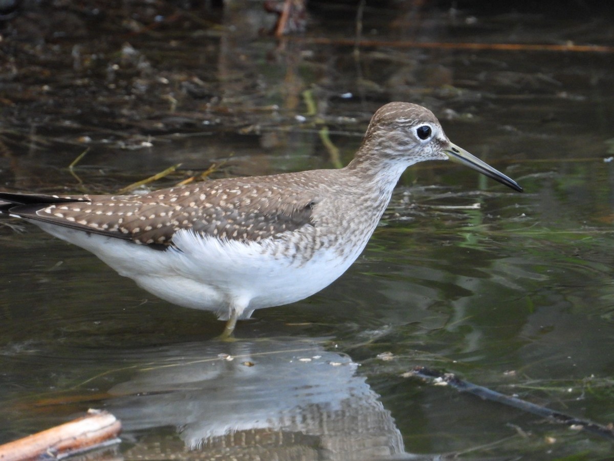 Solitary Sandpiper - ML608312756