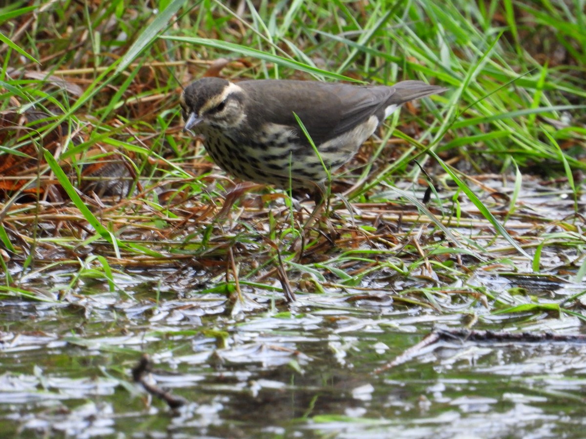 Northern Waterthrush - ML608312774