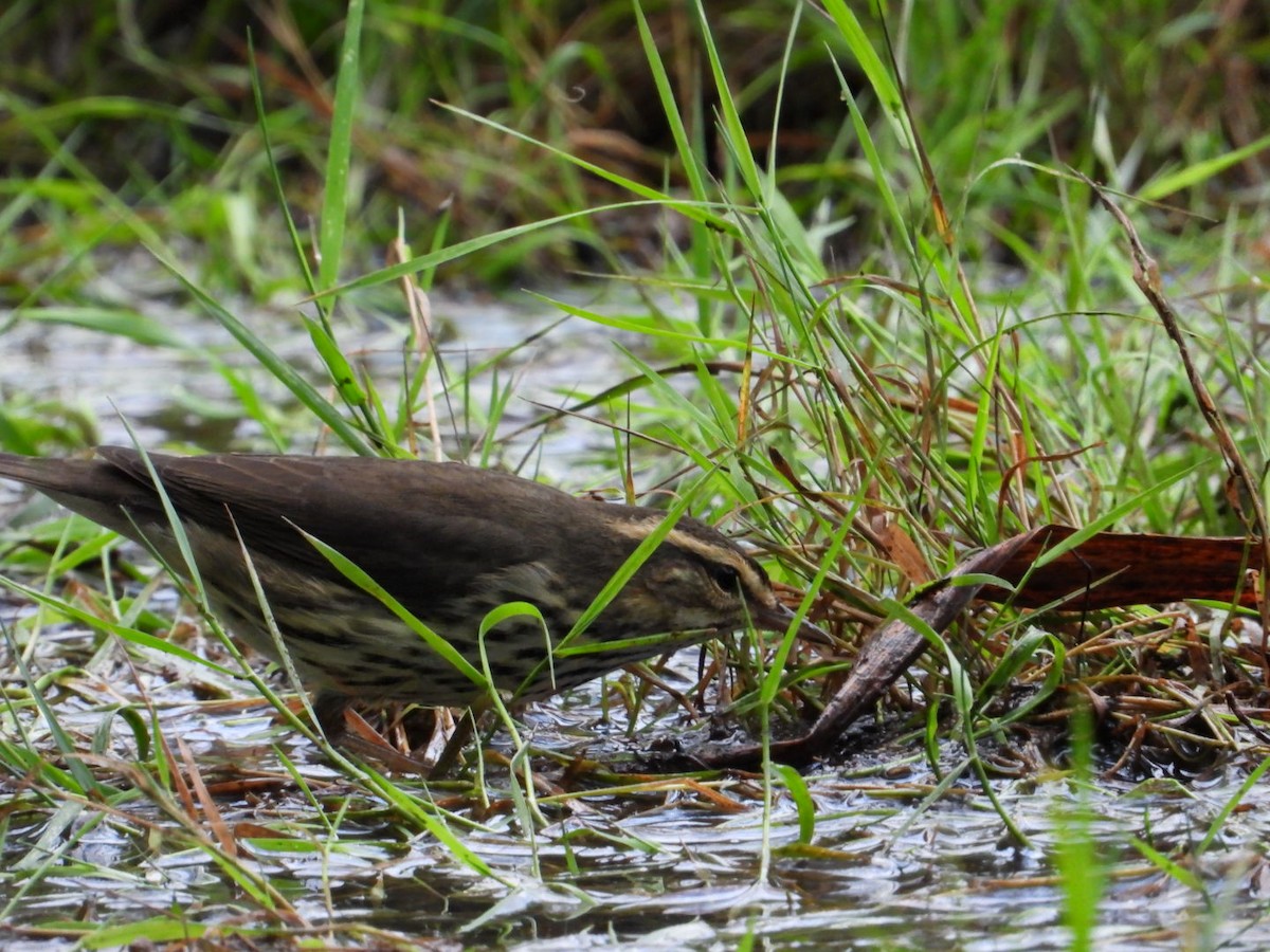 Northern Waterthrush - Sean Finlay