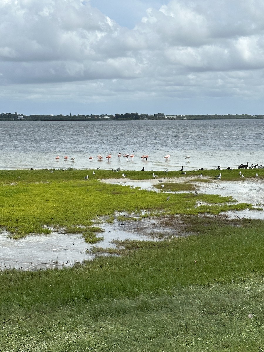 plameňák americký - ML608312786