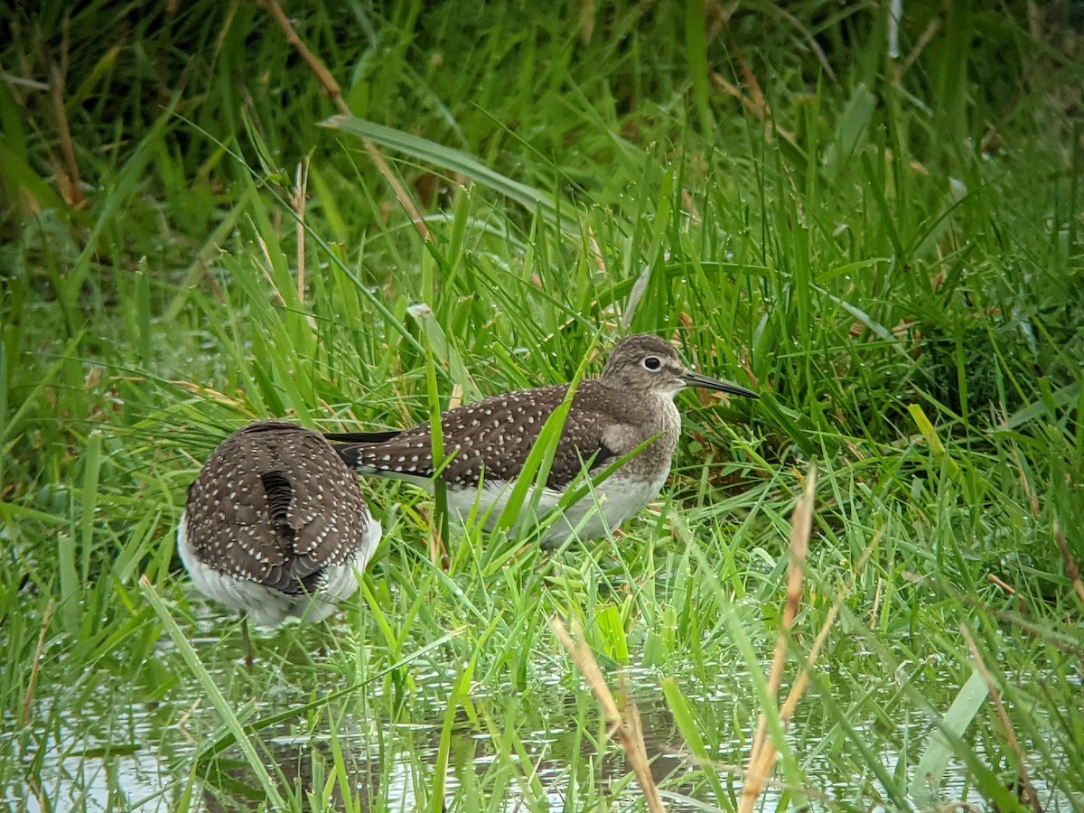 Solitary Sandpiper - ML608312817