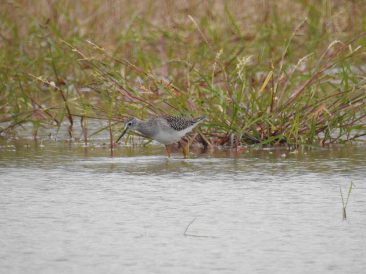 Lesser Yellowlegs - ML608312828