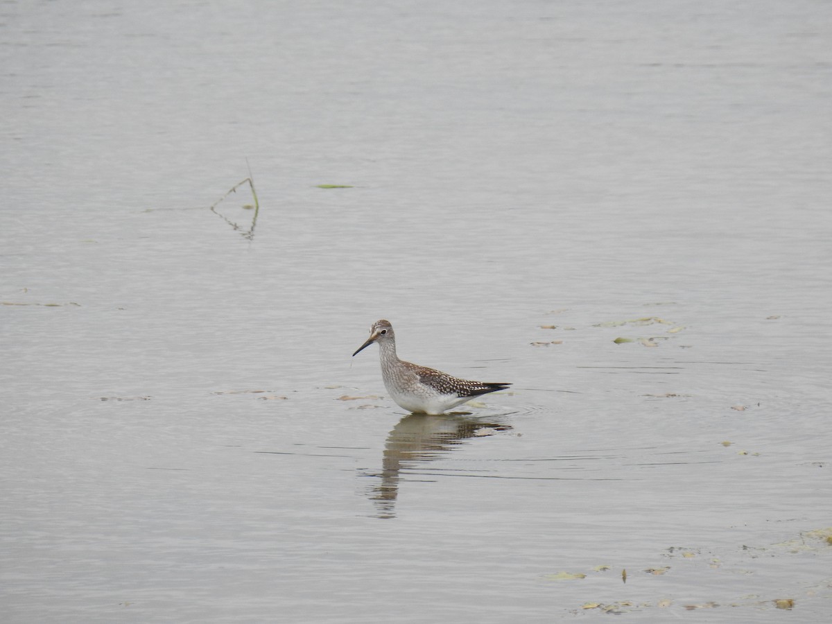 Lesser Yellowlegs - ML608312846