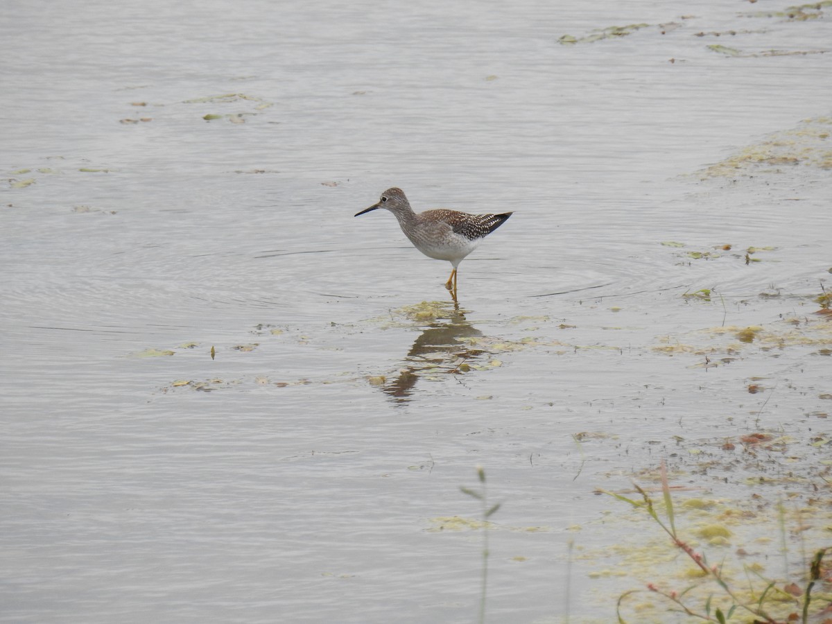 Lesser Yellowlegs - James Holsinger