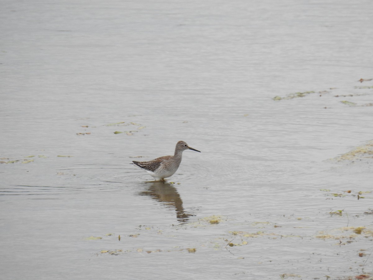 Lesser Yellowlegs - James Holsinger