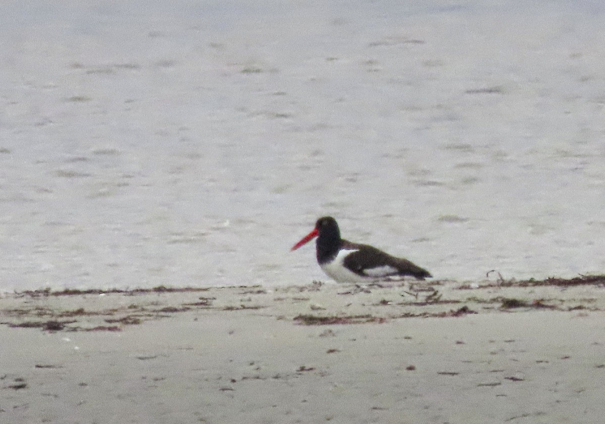 American Oystercatcher - Jake Chute