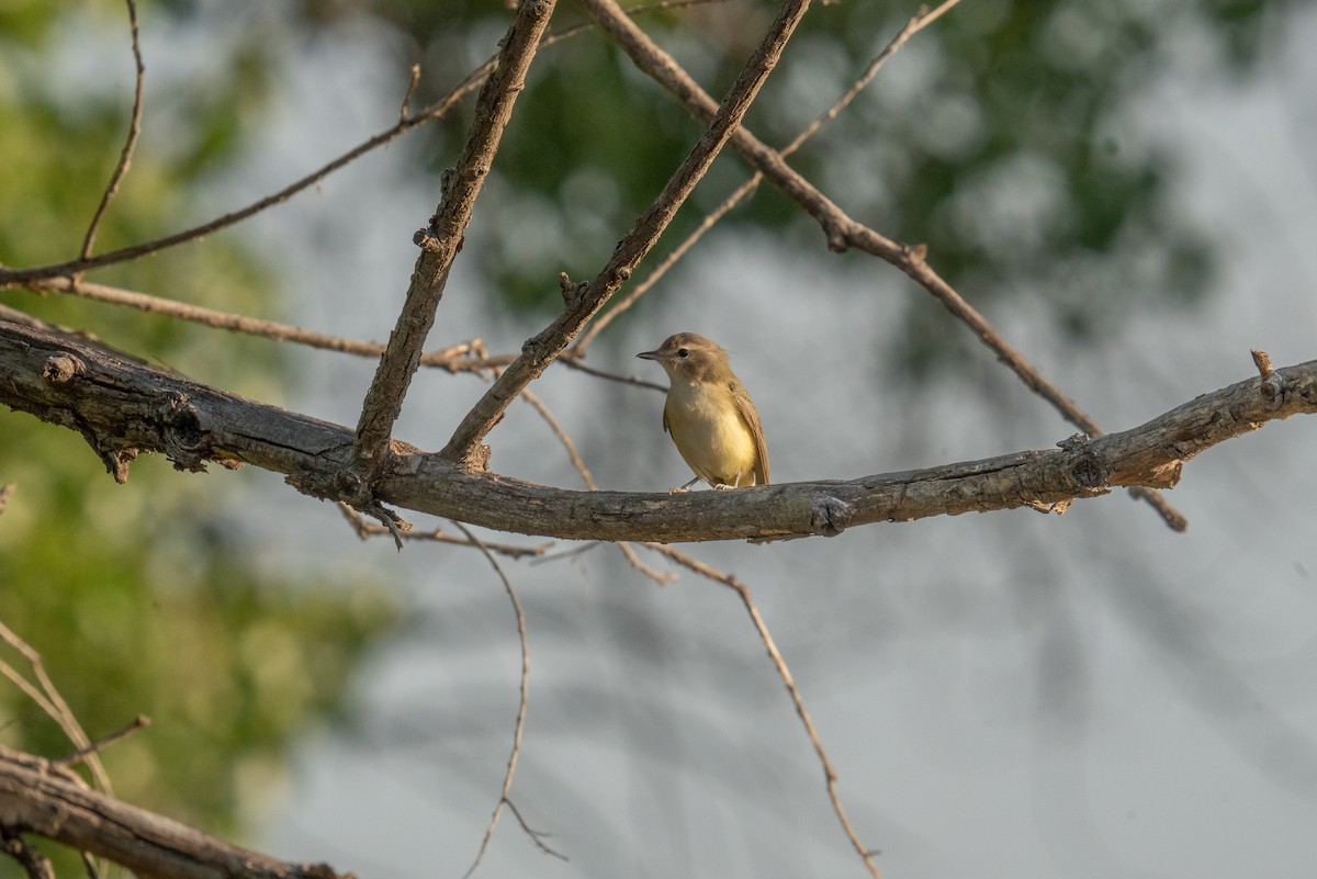 Warbling Vireo - ML608312920